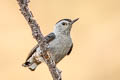 White-breasted Nuthatch Sitta carolinensis nelsoni