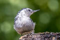 White-breasted Nuthatch Sitta carolinensis aculeata