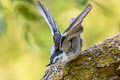 White-breasted Nuthatch Sitta carolinensis aculeata