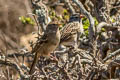 White-crowned Sparrow Zonotrichia leucophrys nuttalli