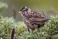 White-crowned Sparrow Zonotrichia leucophrys nuttalli