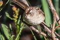 White-crowned Sparrow Zonotrichia leucophrys oriantha 