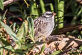 White-crowned Sparrow Zonotrichia leucophrys oriantha 