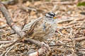 White-crowned Sparrow Zonotrichia leucophrys nuttalli