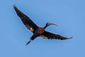 White-faced Ibis Plegadis chihi