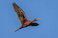 White-faced Ibis Plegadis chihi