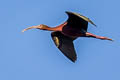 White-faced Ibis Plegadis chihi