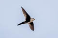 White-throated Swift Aeronautes saxatalis saxatalis