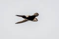 White-throated Swift Aeronautes saxatalis saxatalis