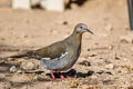 White-winged Dove Zenaida asiatica mearnsi