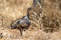 Wild Turkey Meleagris gallopavo gallopavo