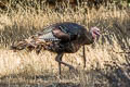 Wild Turkey Meleagris gallopavo gallopavo