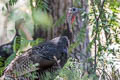 Wild Turkey Meleagris gallopavo gallopavo