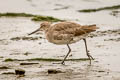 Willet Tringa semipalmata