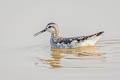 Red-necked Phalarope Phalaropus lobatus