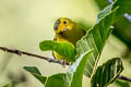 Wilson's Warbler Cardellina pusilla pileolata