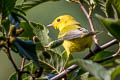 Wilson's Warbler Cardellina pusilla pileolata