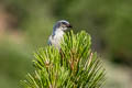 Woodhouse's Scrub Jay Aphelocoma woodhonevadaeuseii 