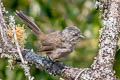 Wrentit Chamaea fasciata fasciata