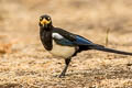 Yellow-billed Magpie Pica nuttalli