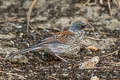 Yellow-eyed Junco Junco phaeonotus palliatus