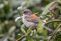 Yellow-eyed Junco Junco phaeonotus palliatus