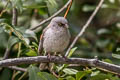 Yellow-eyed Junco Junco phaeonotus palliatus