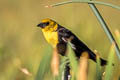 Yellow-headed Blackbird Xanthocephalus xanthocephalus