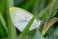 Agave Yellow Eurema agave agave