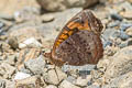 Andean Buckeye Junonia vestina livia
