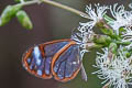 Andromica Clearwing Greta andromica andania