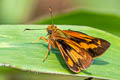 Apella Skipper Racta apella raza