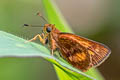 Apella Skipper Racta apella raza