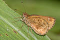 Apella Skipper Racta apella raza