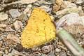 Apricot Sulphur Phoebis argante argante