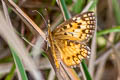 Aricoris chilensis