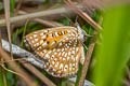 Aricoris chilensis