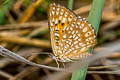Aricoris chilensis