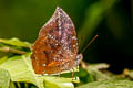 Armoured Leafwing Memphis acidalia memphis (Sepia-patched Leafwing)