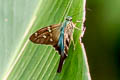 Bluish Longtail Urbanus viterboana