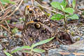 Cassia's Owl Opsiphanes cassiae incolumis