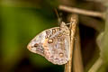 Cassia's Owl Opsiphanes cassiae strophios