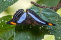 Celadon Sister Adelpha serpa diadochus