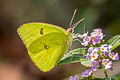 Cloudless Sulphur Phoebis marcellina