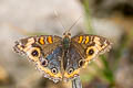 Common Mangrove Buckeye Junonia genoveva ssp.