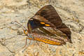 Corades argentata