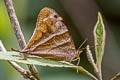 Corades enyo almo