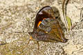 Corades medeba medeba