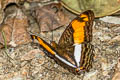 Crab-claw Sister Adelpha capucinus capucinus
