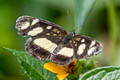 Creamy Crescent Eresia clio clio (Clio Crescent)